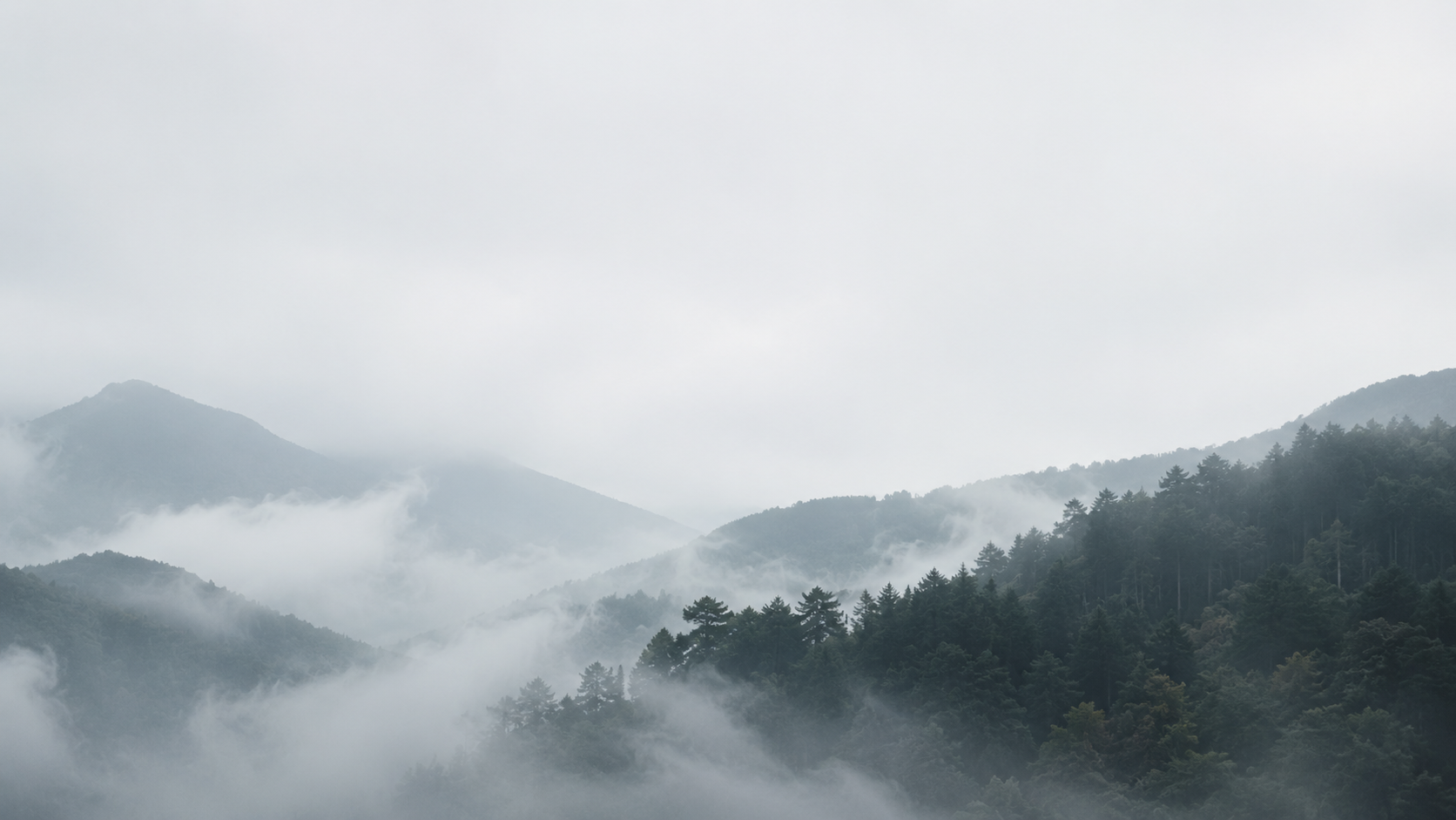 霧に包まれた山あいの森